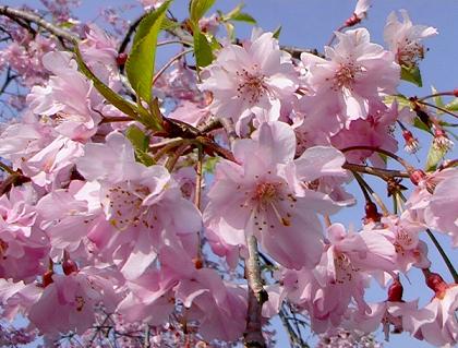 八重枝垂桜