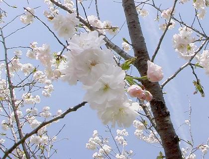 奈良八重桜