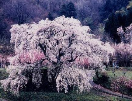 本郷の又兵衛桜