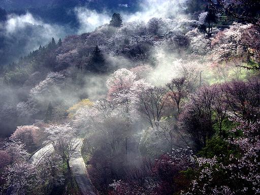 吉野山桜