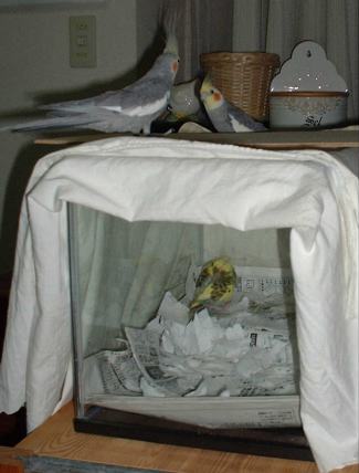 セキセイ７日目－５