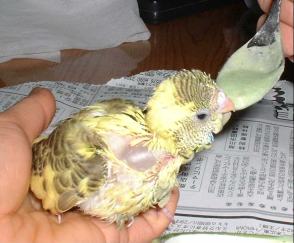 セキセイ６日目－２