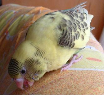 セキセイ２０日目