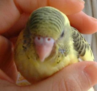 セキセイ２０日目－３