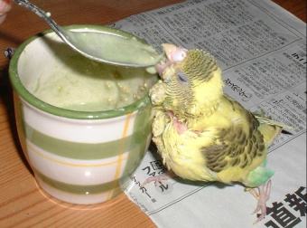 セキセイ１２日目