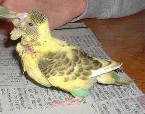 セキセイ１２日目－３