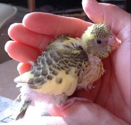 セキセイ４日目