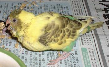 セキセイ１６日目－２