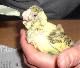 セキセイ１１日目