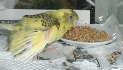 セキセイ１６日目－３