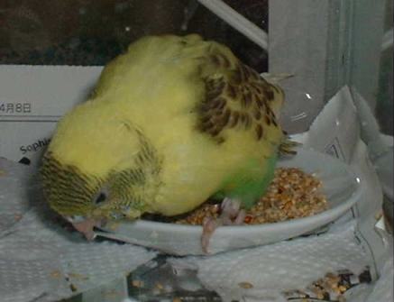 セキセイ１６日目－４