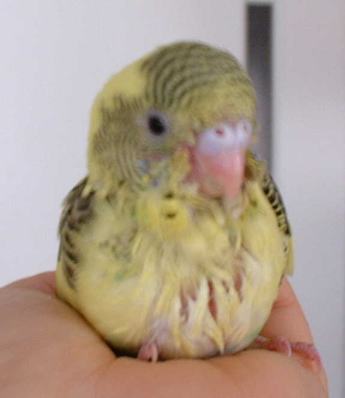 セキセイ１５日目－２