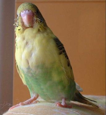 セキセイ２４日目－３