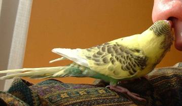 セキセイ３０日目－２