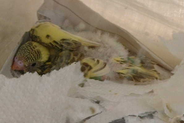 セキセイ３日目－３