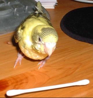 セキセイ２８日目