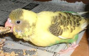 セキセイ１８日目－３