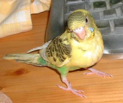 セキセイ２８日目－２