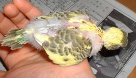 セキセイ３日目