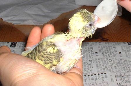 セキセイ３日目－２