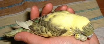 セキセイ１４日目