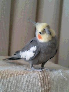 かしげるきょん