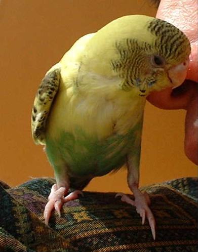 セキセイ３０日目－４