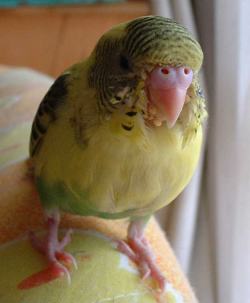 セキセイ２２日目－４