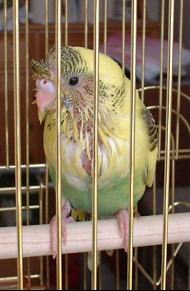 セキセイ２２日目－２