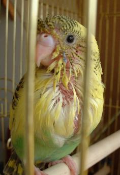 セキセイ２２日目－３