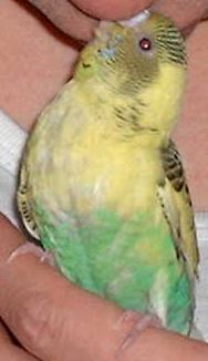 セキセイ３１日目