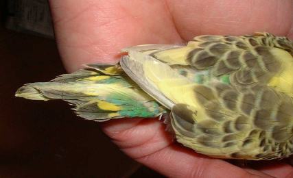 セキセイ１０日目