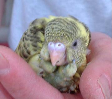 セキセイ１０日目－４