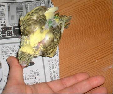 セキセイ８日目