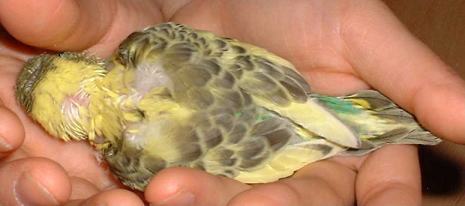 セキセイ８日目－２