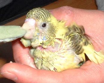 セキセイ８日目－３