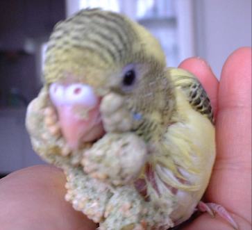 セキセイ１３日目－３