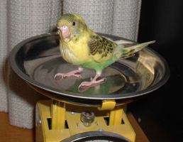 セキセイ２５日目－２