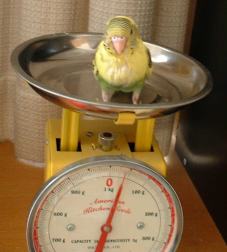 セキセイ２５日目－３