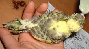 セキセイ９日目－２