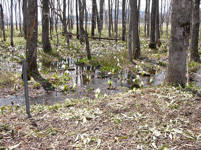 伏見のミズバショウ１