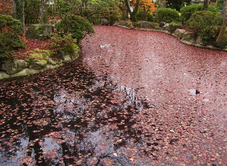 池に散る