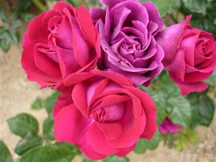 スヴニールドゥドクトルジャメイン