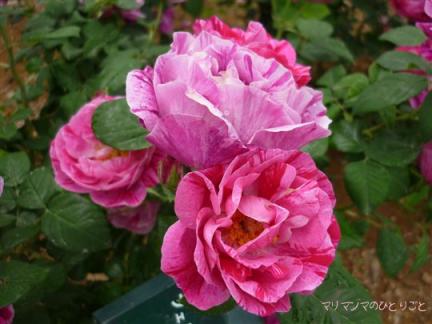 フェルディナンピシャール