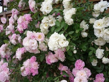 アイスバーグとピンクアイスバーグ