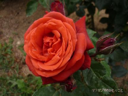 チョコレートプリンス