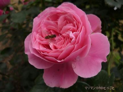 レオナルドダヴィンチ