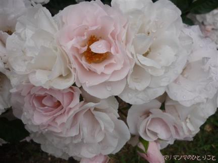 メニーハッピーリターンズ