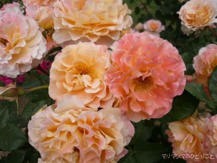 アウグスタルイーゼ