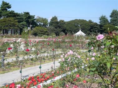 敷島バラ園 秋のバラフェスタ